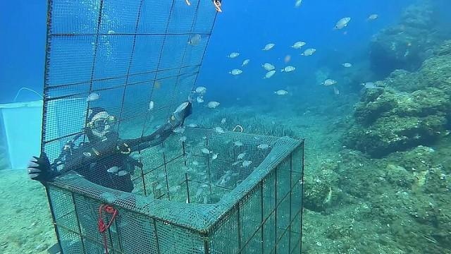 Neue Fische fürs Mittelmeer - Aufzucht als letzte Rettung