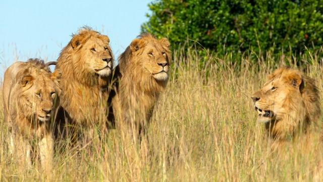 Löwenbrüder - Wege zur Macht
