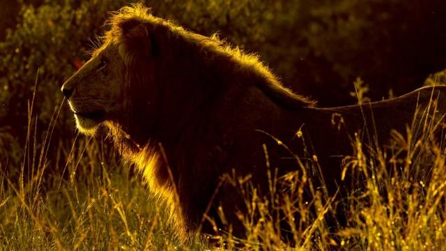 Löwenbrüder - Zeit der Bewährung