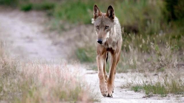 Wilde Wanderer – Tiere auf Tour