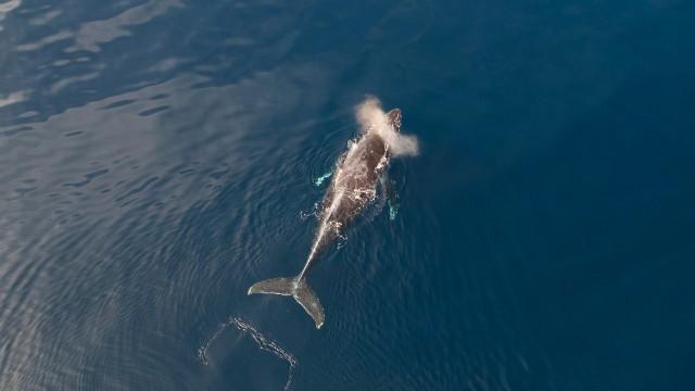Wildes Kalifornien - Ströme des Lebens