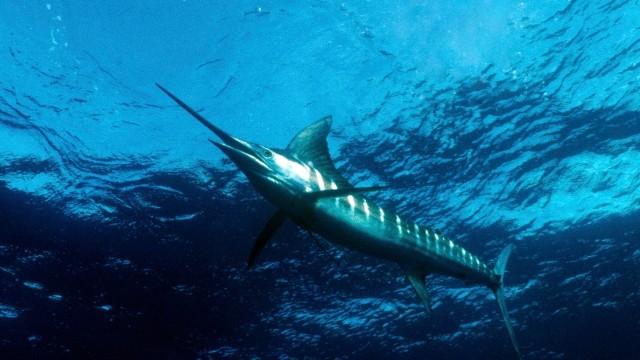 Wildes Kalifornien - Leben unter Extrembedingungen