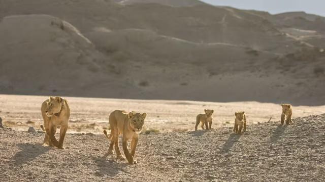 Lions of the Skeleton Coast