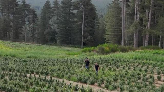 Italien: Cannabisproduktion vor dem Aus