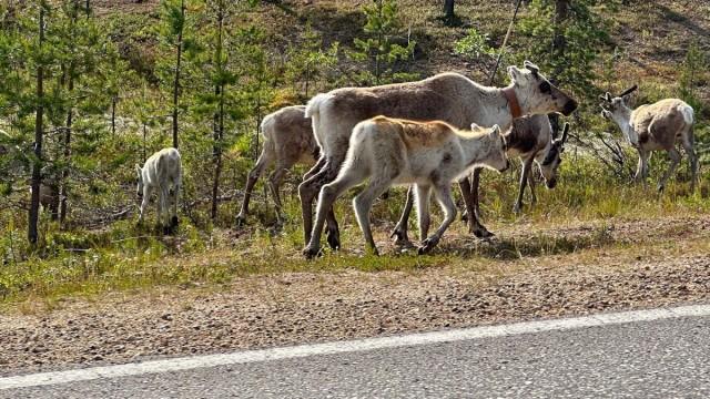 Goldrausch im Rentierland - Die Sami unter Druck