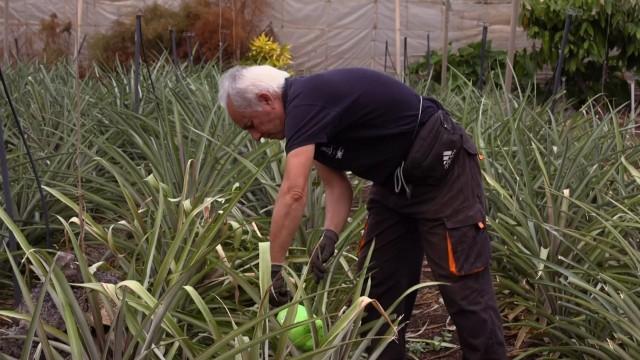 The Canary Island of El Hierro, a model for sustainability