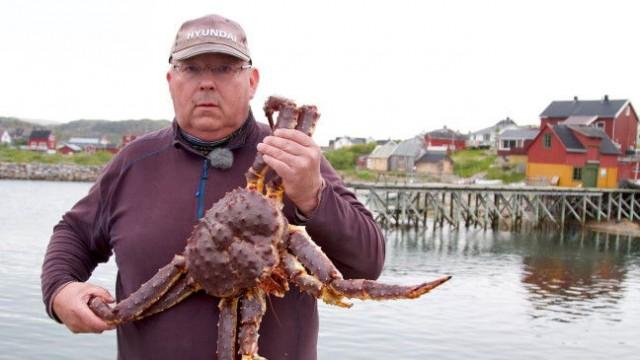 Invasion der Riesenkrabbe - Norwegens monströse Delikatesse