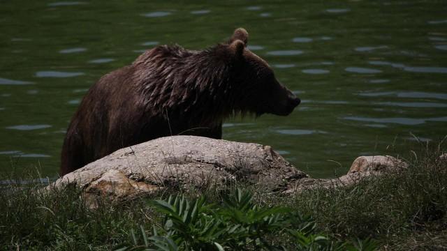 Gefahr durch Bären - Ausbreitung auf leisen Sohlen