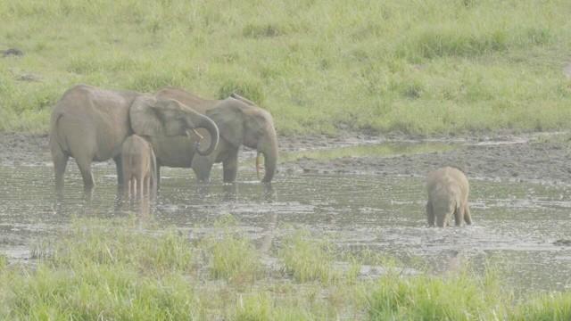 Gabon: Saving Forest Elephants