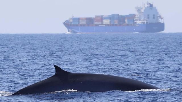 Mein Freund der Wal - Einsatz im Mittelmeer