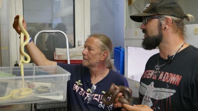 Snake Invasion in the Canaries