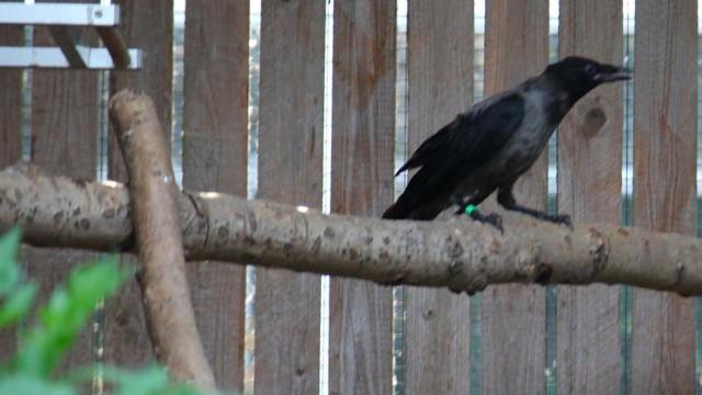 Schwarze Schwärme - Krähenplage in der Stadt