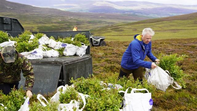 Neue Bäume und tote Hirsche - Die Aufforstung der schottischen Highlands