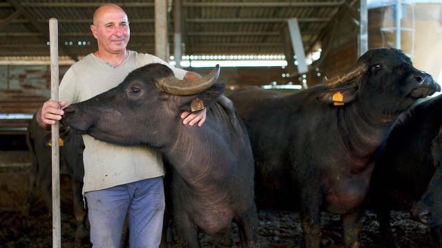 The Dark Side of Italian Mozzarella
