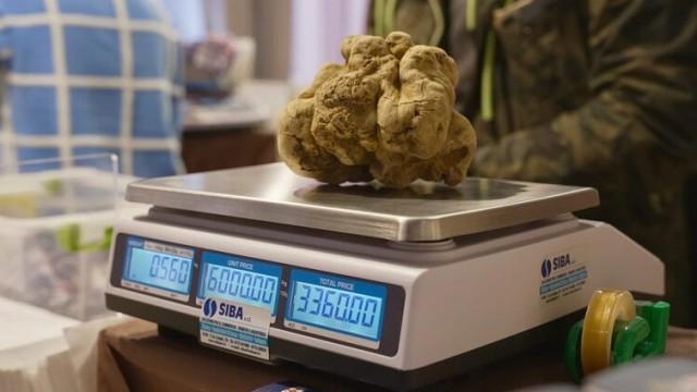 Das gefährliche Geschäft der Trüffeljäger