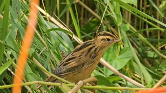 Moorretter in Pommern