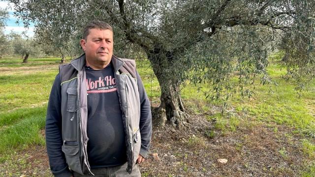 Wut auf Spaniens Olivendiebe