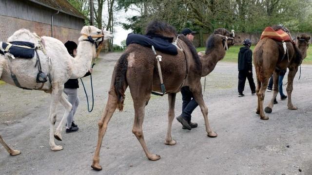 Kamele für Europa