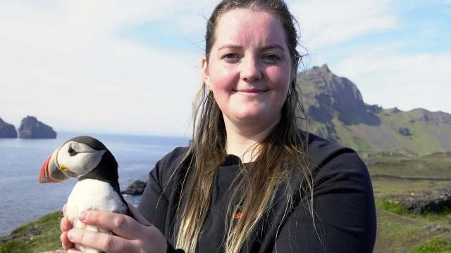 Saving Puffins in Iceland