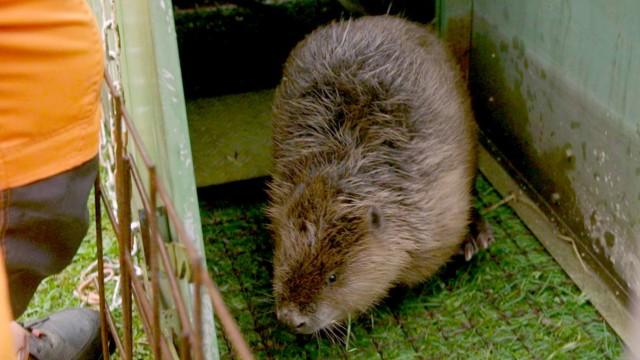 Die Retter von Biber und Sumpfschildkröte