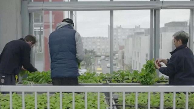 Experiment Stadtfarm