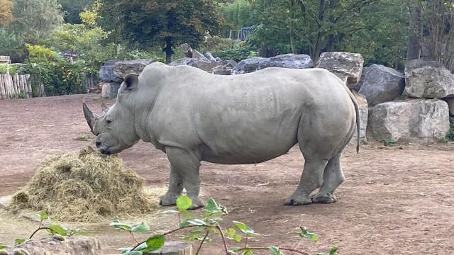 Zoos als Artenretter?