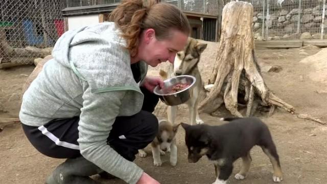 Huskyfarm in Lappland und Bäckerei in Kanada