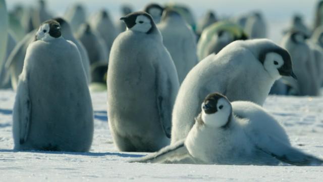 Heart of the Emperors