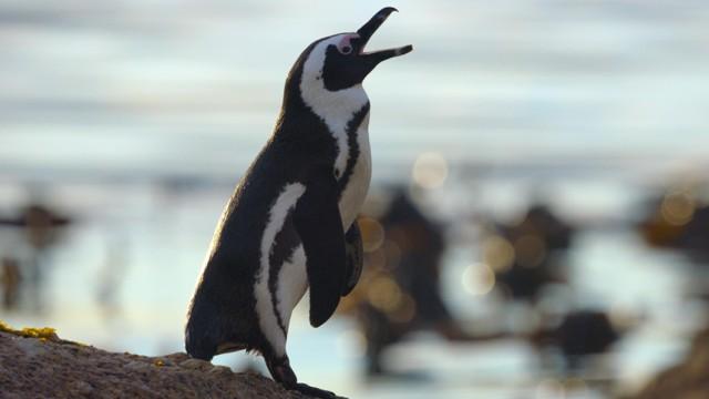 Survival of the Smartest