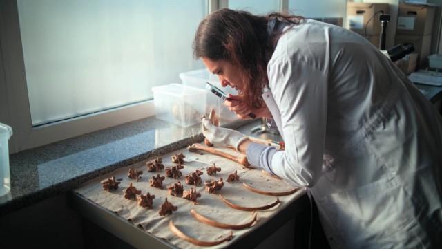 Frozen Secrets of Prehistoric Warfare