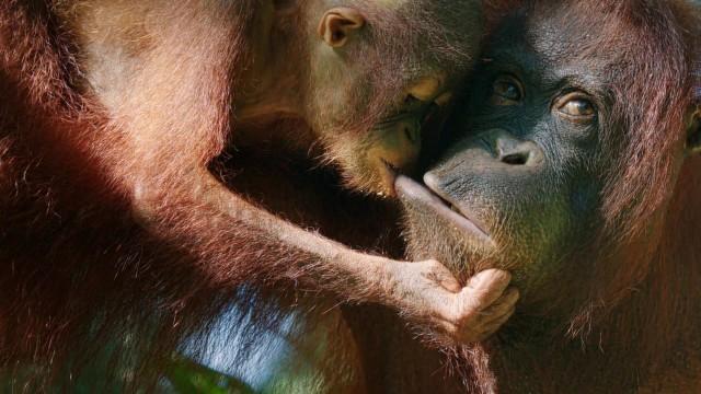 60 Jahre Expeditionen ins Tierreich