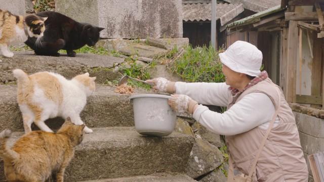 いま、猫の“楽園”で...〜愛媛県・青島〜