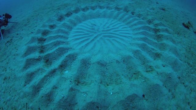 Infrared UFO Attack, Human Bear, & Underwater Crop Circles