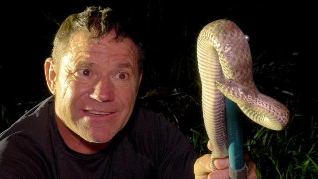 Dragons and Death Adders