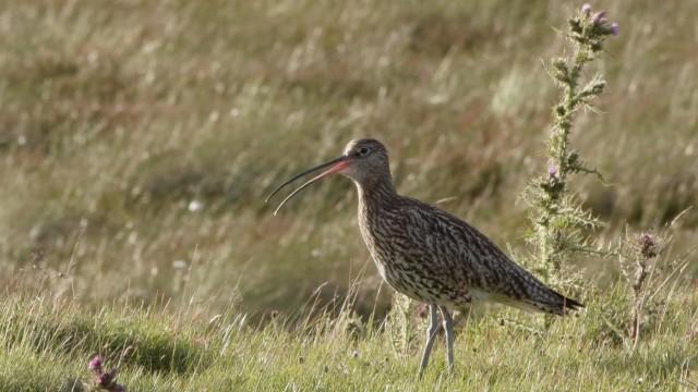 Irland: Massiver Rückgang der Vogelpopulationen