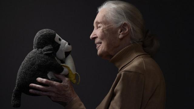 Jane Goodall - ein Leben für die Menschenaffen