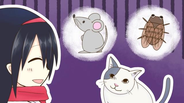 A Cat's Observations