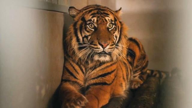 The Heart of Vantara