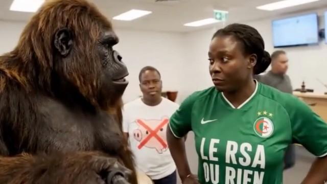 Racisme en IA : gare aux gorilles !