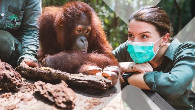 Faszination Erde: Borneo – Zurück in die Wildnis