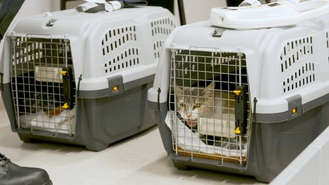 Smuggled cats