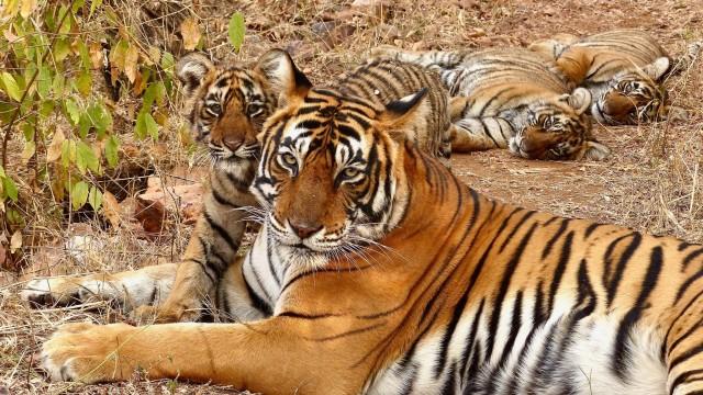 Legendary Tigers of India