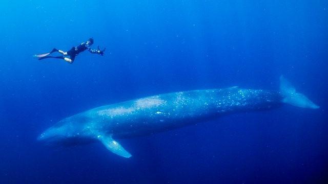 Blue Whales and Saltwater Crocodiles