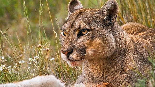 Secretive Puma Special