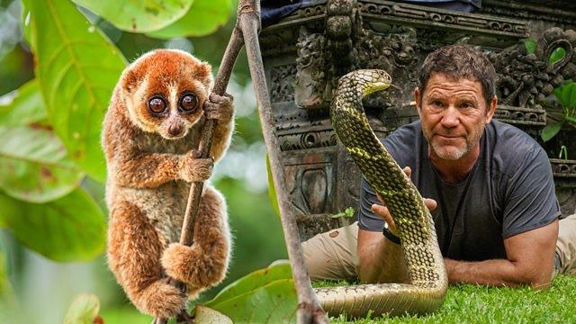 Slow Loris and King Cobras