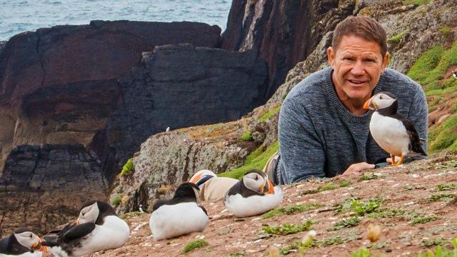 Puffins and Dragonflies