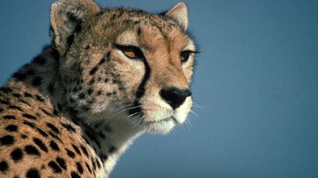 Five Big Cats and a Camera