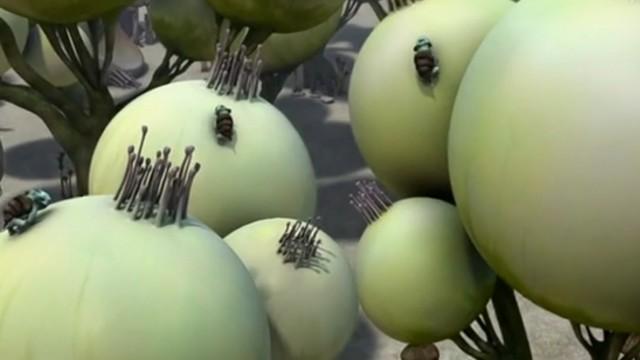 The Oxygen Plants