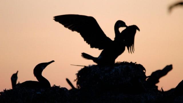 Wildes Skandinavien (1): Dänemark