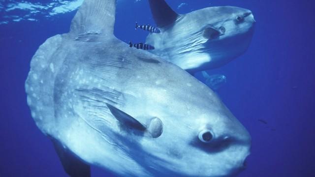 Mondfische - Rätselhafte Giganten